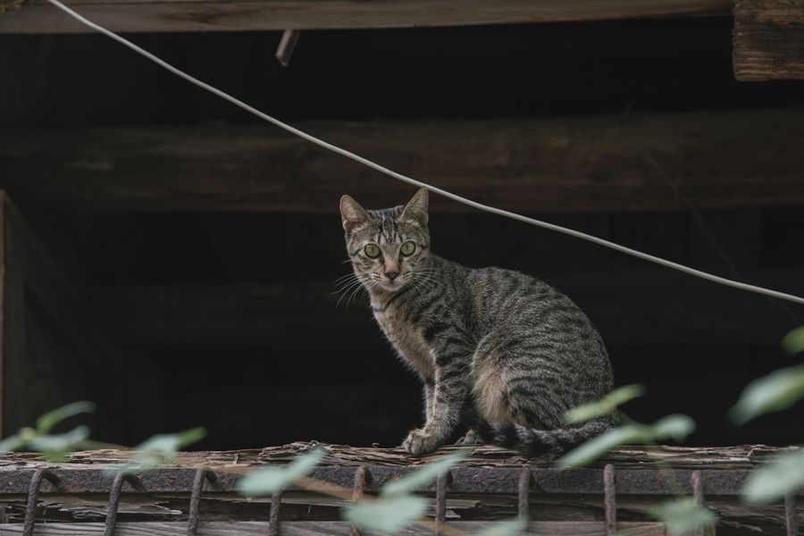Dejar salir a tu gato con supervisión mejora su conducta