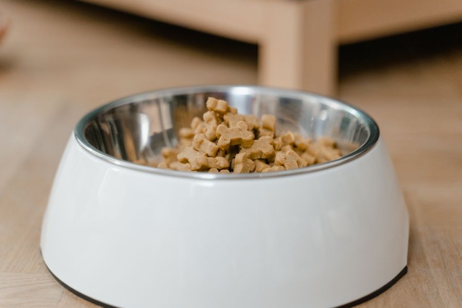 Dietas veganas para perros y gatos: qué revela la ciencia