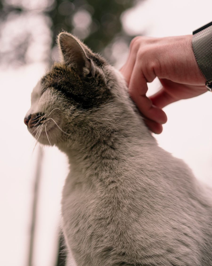Vivir con un gato podría cuidar tu corazón, según un estudio