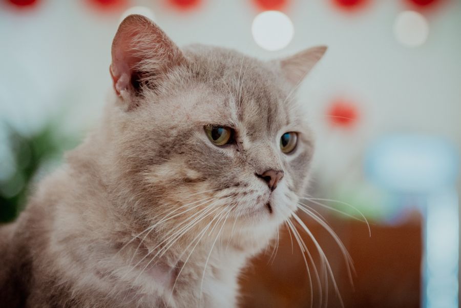 La proteína que podría alargar la vida de tu gato