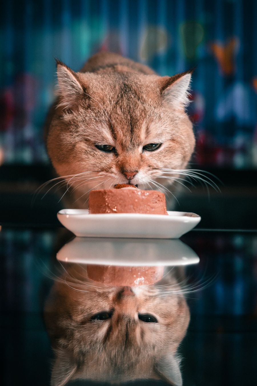 Gatos mayores: combinar pienso y húmedo cuida su hidratación