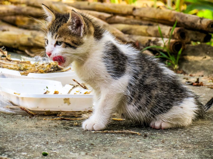Nutrición del gatito: lo que dice el informe de Hill's